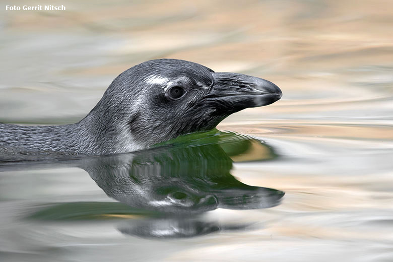 Brillenpinguin am 11. August 2020 auf der Außenanlage im Zoo Wuppertal (Foto Gerrit Nitsch)