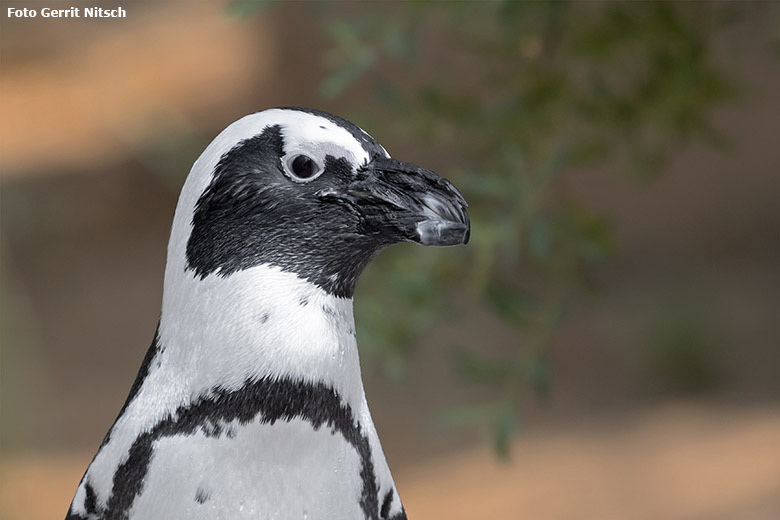 Brillenpinguin am 11. August 2020 auf der Außenanlage im Grünen Zoo Wuppertal (Foto Gerrit Nitsch)