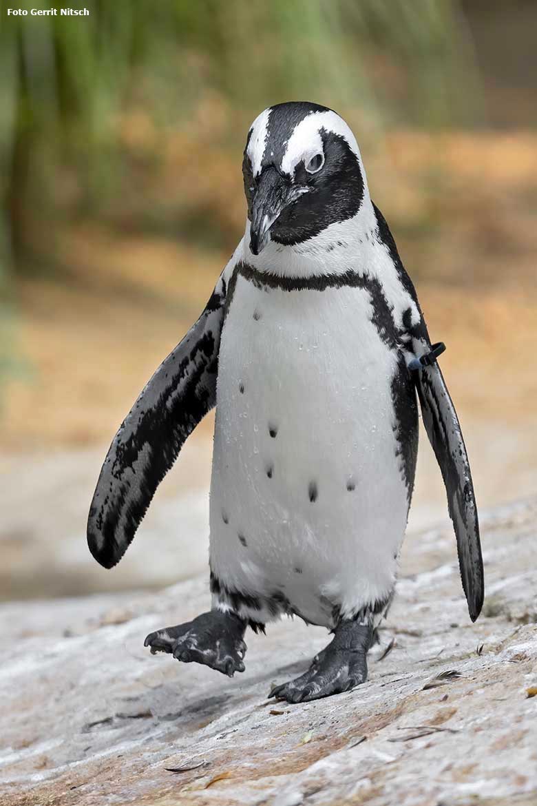 Brillenpinguin am 11. August 2020 auf der Außenanlage im Zoologischen Garten der Stadt Wuppertal (Foto Gerrit Nitsch)