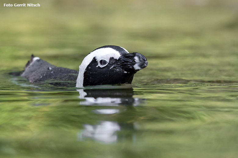 Brillenpinguin am 11. August 2020 auf der Außenanlage im Wuppertaler Zoo (Foto Gerrit Nitsch)