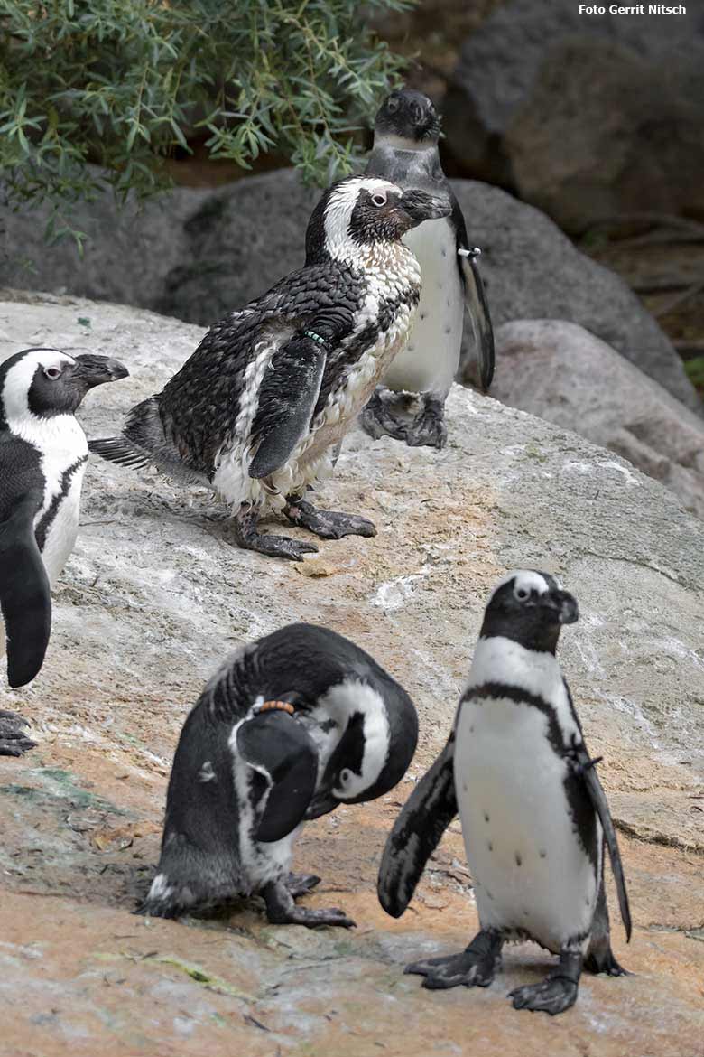 Brillenpinguine am 11. August 2020 auf der Außenanlage im Zoo Wuppertal (Foto Gerrit Nitsch)