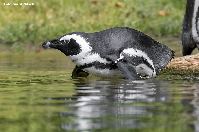 Brillenpinguin am 11. August 2020 auf der Außenanlage im Grünen Zoo Wuppertal (Foto Gerrit Nitsch)