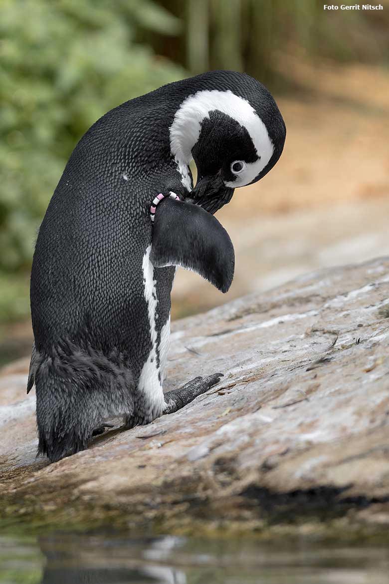 Brillenpinguin am 11. August 2020 auf der Außenanlage im Zoologischen Garten Wuppertal (Foto Gerrit Nitsch)