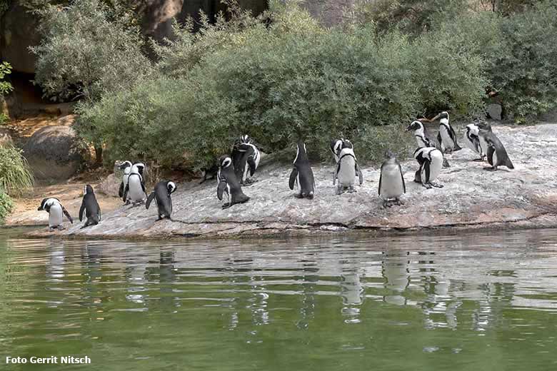 Brillenpinguine am 11. August 2020 auf der Außenanlage im Wuppertaler Zoo (Foto Gerrit Nitsch)