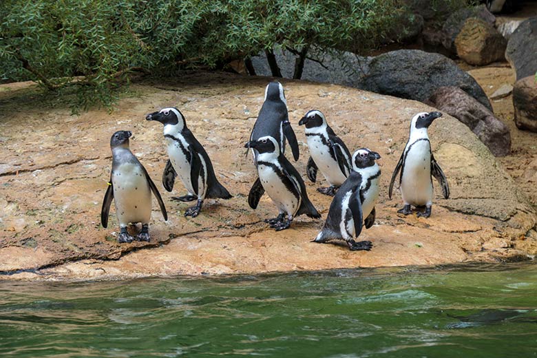 Brillenpinguine am 25. September 2020 auf der Außenanlage im Grünen Zoo Wuppertal