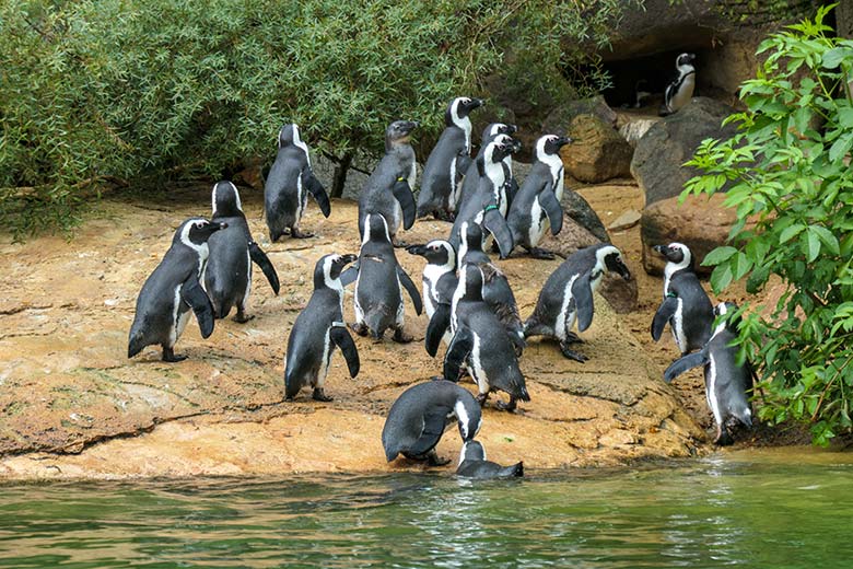 Brillenpinguine am 25. September 2020 auf der Außenanlage im Zoologischen Garten Wuppertal