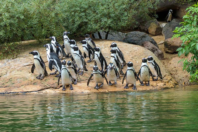 Brillenpinguine am 25. September 2020 auf der Außenanlage im Zoo Wuppertal