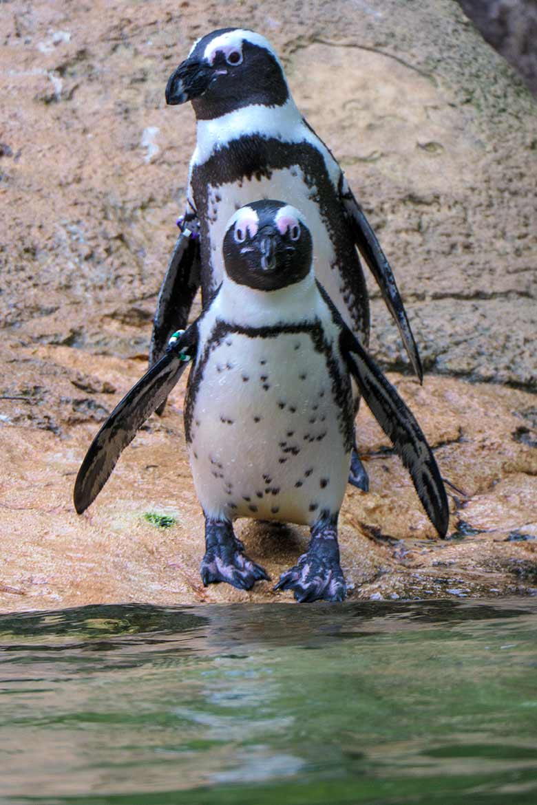 Brillenpinguine am 25. September 2020 auf der Außenanlage im Grünen Zoo Wuppertal