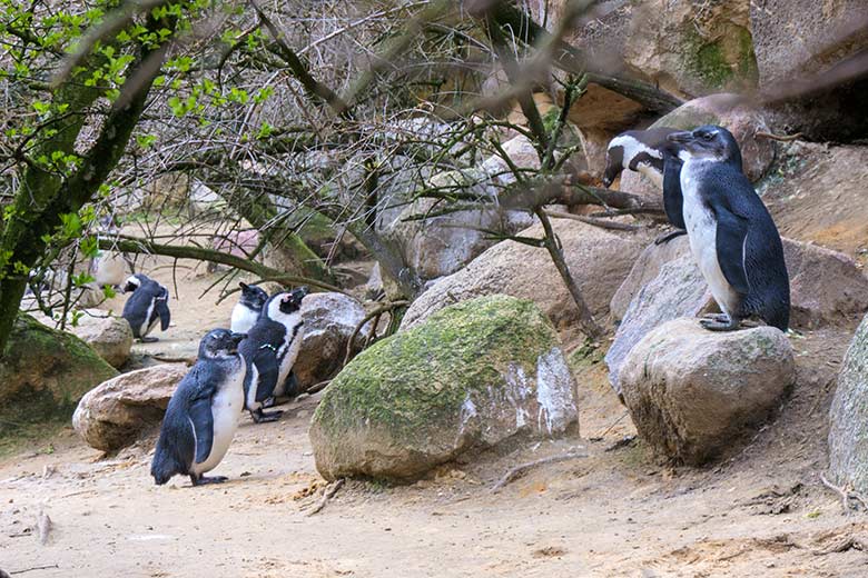 Ein Teil der verbliebenen Brillenpinguine am 12. März 2021 auf der Außenanlage im Grünen Zoo Wuppertal