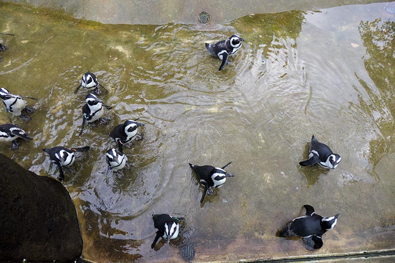 Brillenpinguine am 4. August 2021 auf der Außenanlage im Wuppertaler Zoo