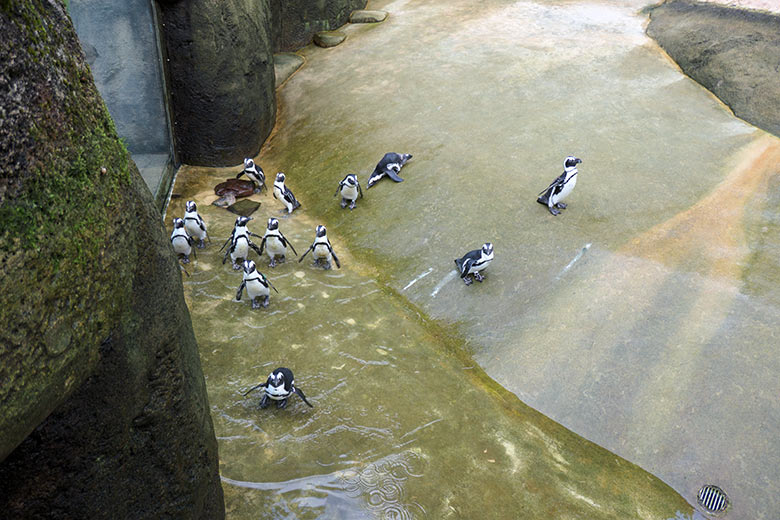 Brillenpinguine am 4. August 2021 auf der Außenanlage im Zoologischen Garten Wuppertal