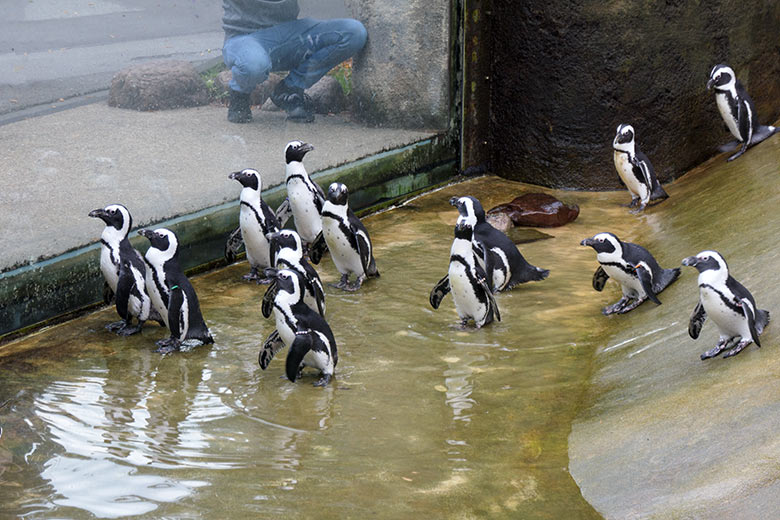 Brillenpinguine am 4. August 2021 auf der Außenanlage im Zoo Wuppertal