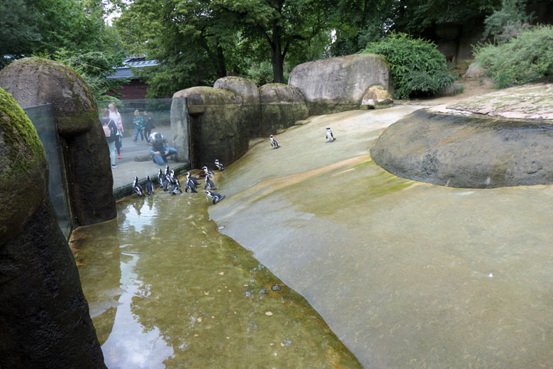 Brillenpinguine am 4. August 2021 auf der Außenanlage im Grünen Zoo Wuppertal