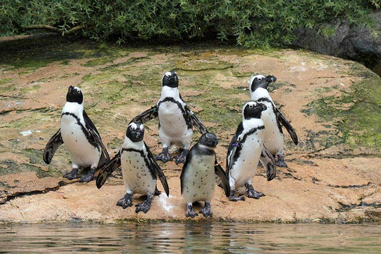 Eine kleine Gruppe der Wuppertaler Brillenpinguine am 7. August 2021 auf der Außenanlage im Grünen Zoo Wuppertal