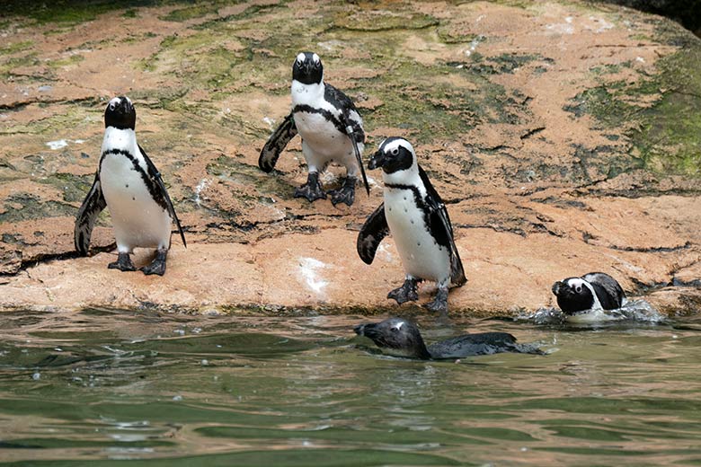 Brillenpinguine am 7. August 2021 auf der Außenanlage im Zoologischen Garten Wuppertal