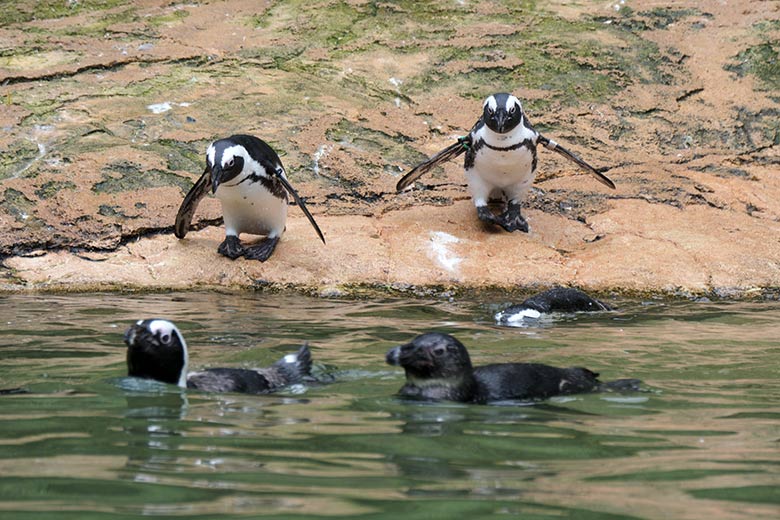 Brillenpinguine am 7. August 2021 auf der Außenanlage im Wuppertaler Zoo