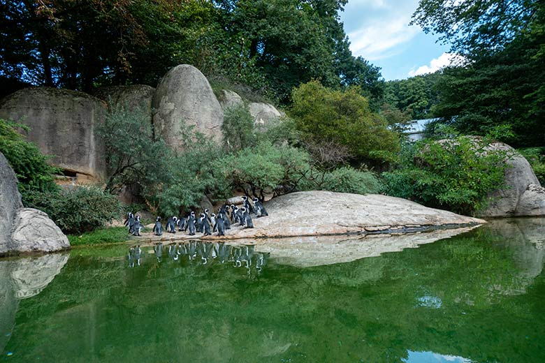 Anlage für Brillenpinguine am 16. August 2022 im Grünen Zoo Wuppertal