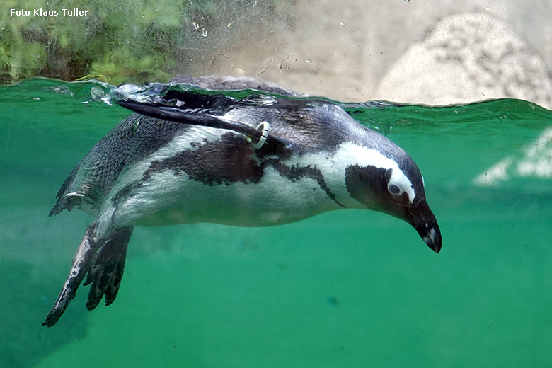 Brillenpinguin im Wasser der Außenanlage am 24. August 2022 im Grünen Zoo Wuppertal (Foto Klaus Tüller)