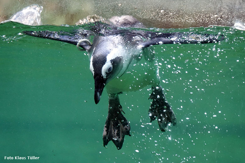 Brillenpinguin im Wasser der Außenanlage am 24. August 2022 im Wuppertaler Zoo (Foto Klaus Tüller)