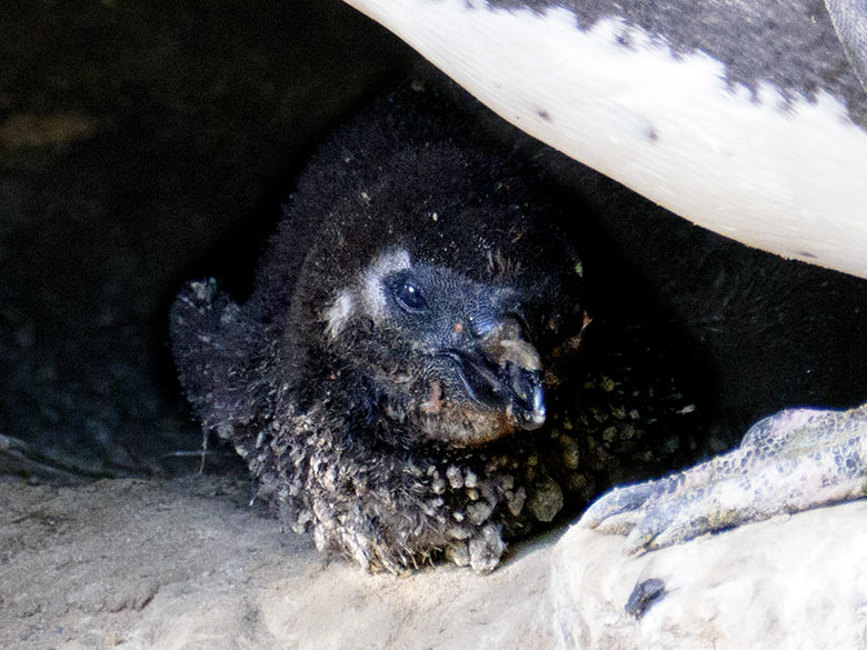 Brillenpinguin-Küken am 2. November 2022 auf der Außenanlage in Höhle Nr. 4 im Wuppertaler Zoo