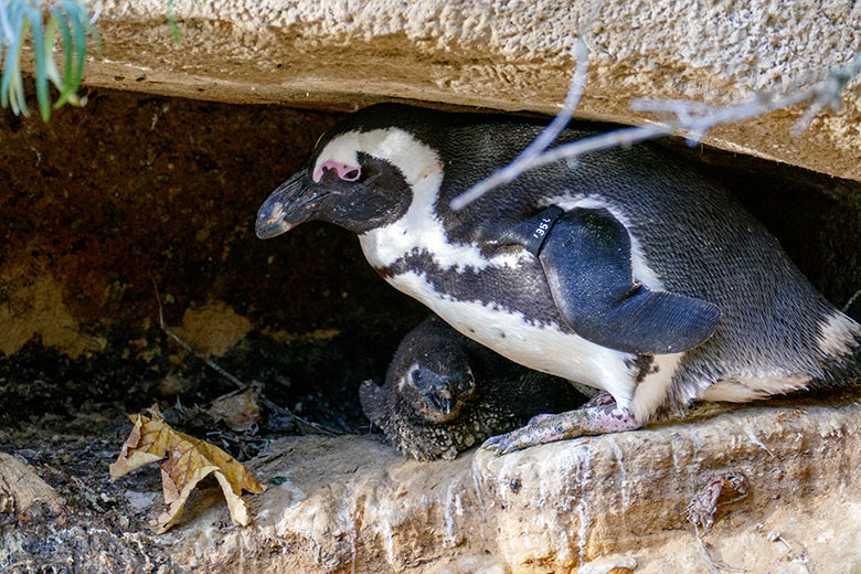 Brillenpinguin mit Küken am 2. November 2022 auf der Außenanlage in Höhle Nr. 4 im Zoologischen Garten Wuppertal