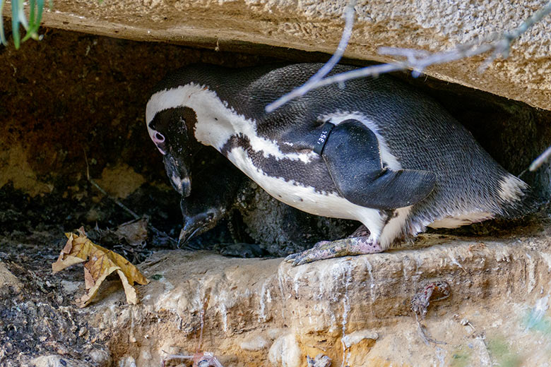 Brillenpinguin mit Küken am 2. November 2022 auf der Außenanlage in Höhle Nr. 4 im Grünen Zoo Wuppertal