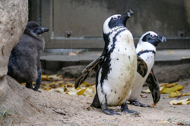 Brillenpinguine mit Jungtier am 27. November 2022 auf der Außenanlage im Grünen Zoo Wuppertal