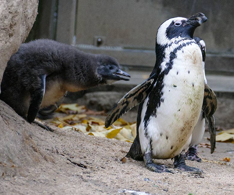 Brillenpinguine mit Jungtier am 27. November 2022 auf der Außenanlage im Zoologischen Garten Wuppertal