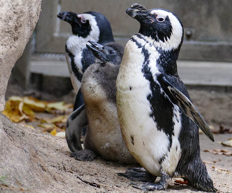 Brillenpinguine mit Jungtier am 27. November 2022 auf der Außenanlage im Wuppertaler Zoo