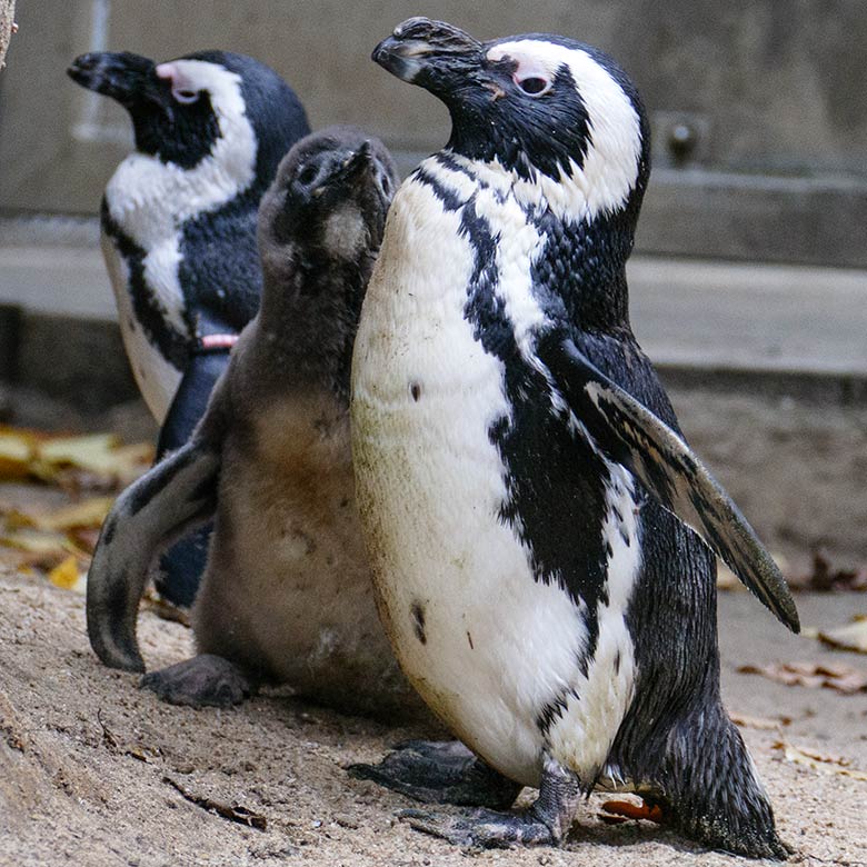 Brillenpinguine mit Jungtier am 27. November 2022 auf der Außenanlage im Grünen Zoo Wuppertal