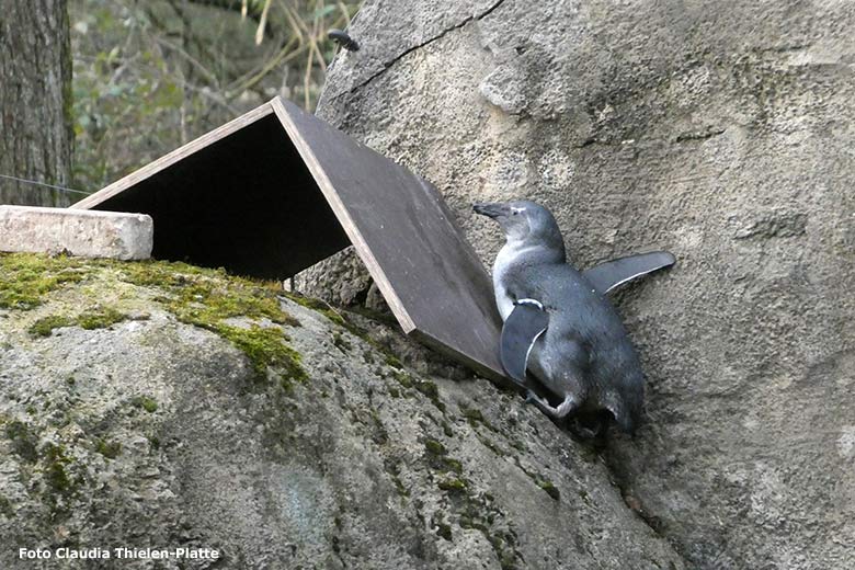 Junger Brillenpinguin beim Klettern auf den Kunstfelsen der Anlage für Brillenpinguine am 15. Februar 2023 im Grünen Zoo Wuppertal (Foto Claudia Thielen-Platte)