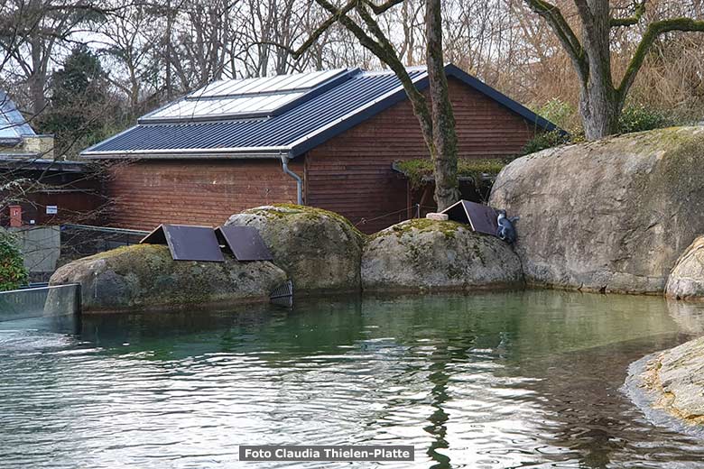 Junger Brillenpinguin beim Klettern auf den Kunstfelsen der Anlage für Brillenpinguine am 15. Februar 2023 im Wuppertaler Zoo (Foto Claudia Thielen-Platte)