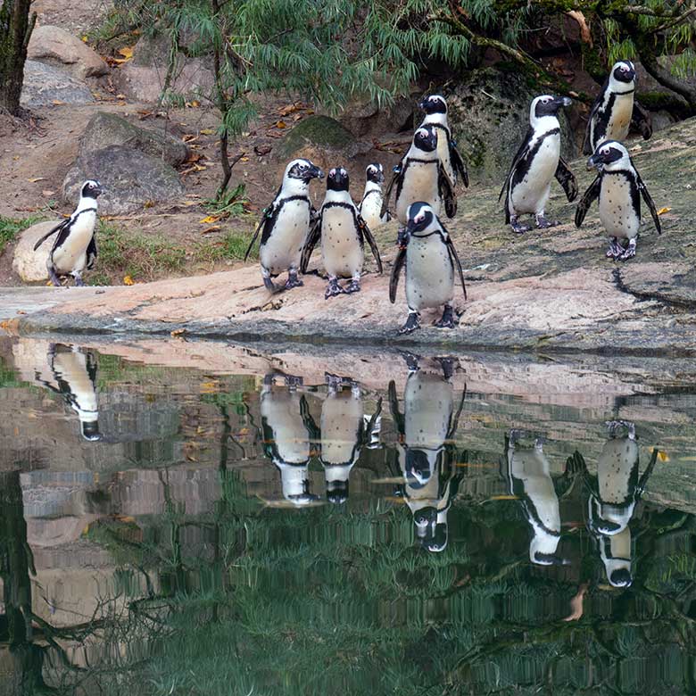 Brillenpinguine am 1. November 2023 auf der Außenanlage im Grünen Zoo Wuppertal