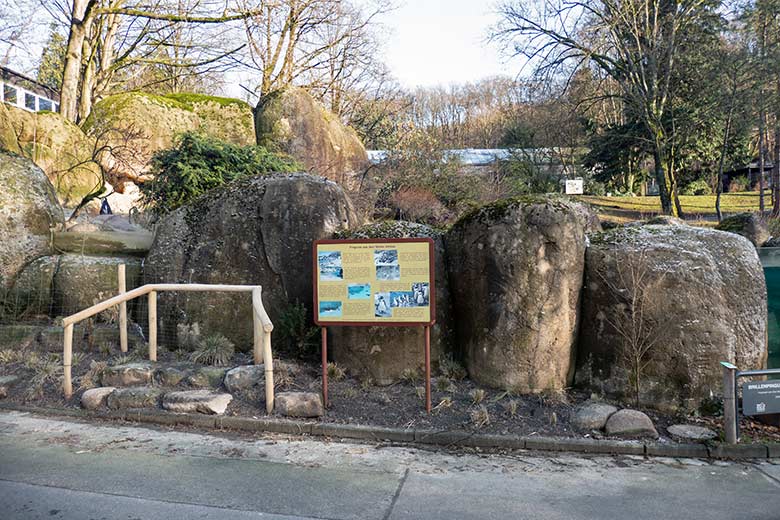 Östliche Graue Riesenkängurus am 4. Januar 2024 auf der derzeitigen Känguru-Anlage im Wuppertaler Zoo