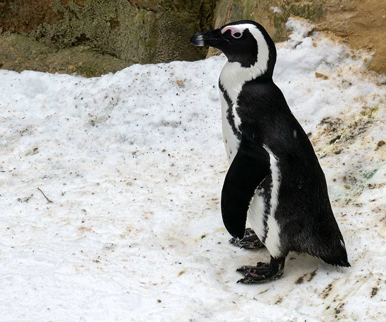 Adulter Brillenpinguin am 17. Januar 2024 auf der Außenanlage im Wuppertaler Zoo