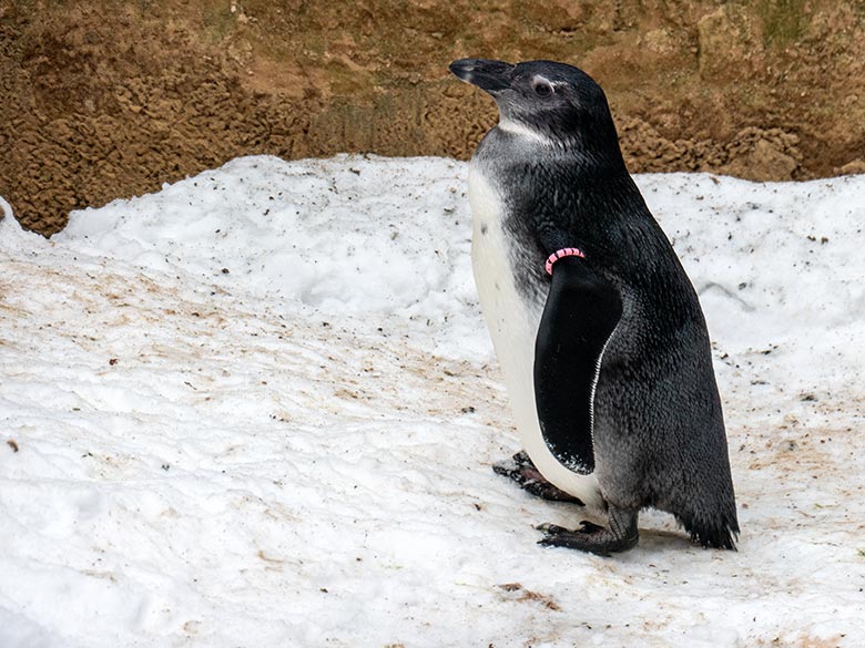 Junger Brillenpinguin am 17. Januar 2024 auf der Außenanlage im Zoologischen Garten Wuppertal