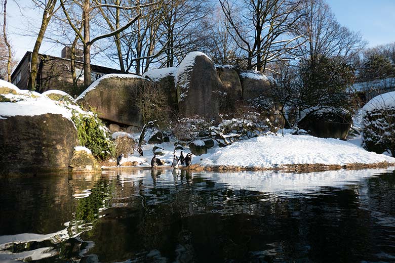 Brillenpinguine am 20. Januar 2024 auf der Außenanlage im Zoo Wuppertal