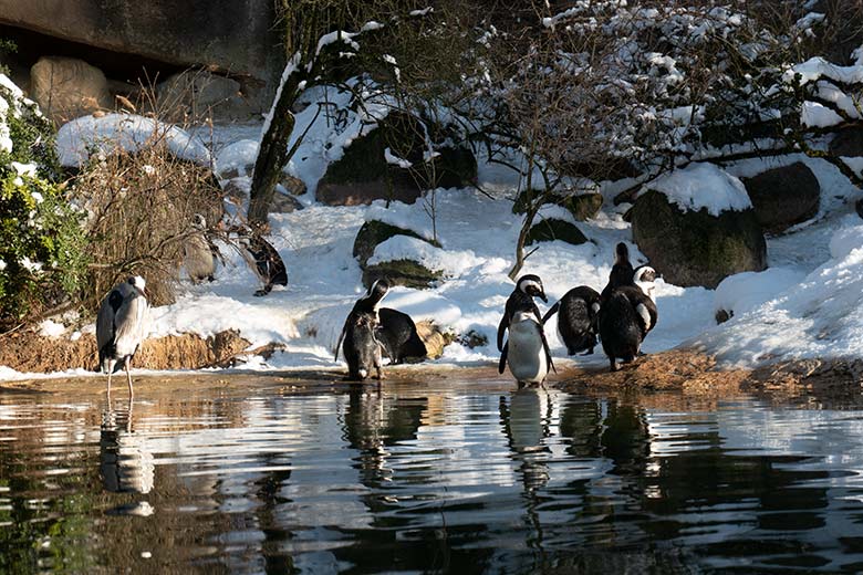 Brillenpinguine am 20. Januar 2024 auf der Außenanlage im Wuppertaler Zoo