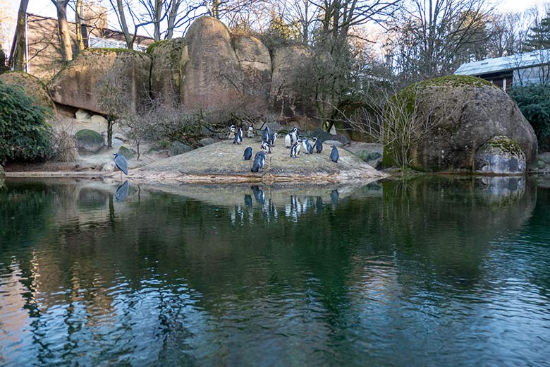 Brillenpinguine am 28. Januar 2024 auf der Außenanlage im Zoo Wuppertal