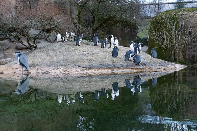 Brillenpinguine am 28. Januar 2024 auf der Außenanlage im Grünen Zoo Wuppertal