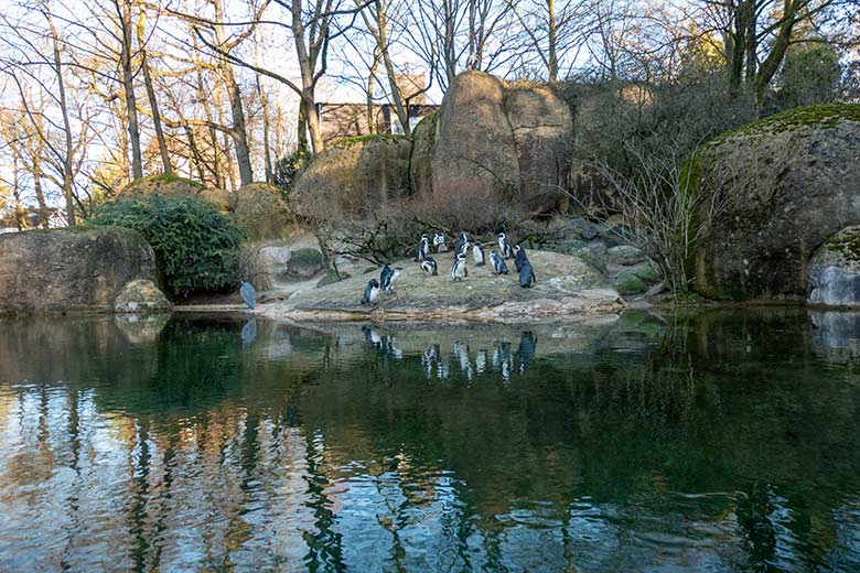 Brillenpinguine am 28. Januar 2024 auf der Außenanlage im Wuppertaler Zoo