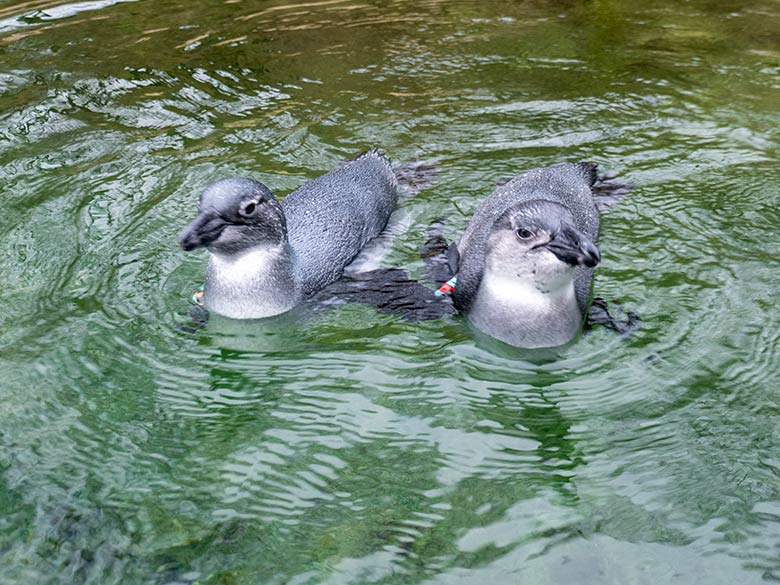 Junge Brillenpinguine am 31. Januar 2024 im Wasser der Außenanlage im Zoologischen Garten der Stadt Wuppertal