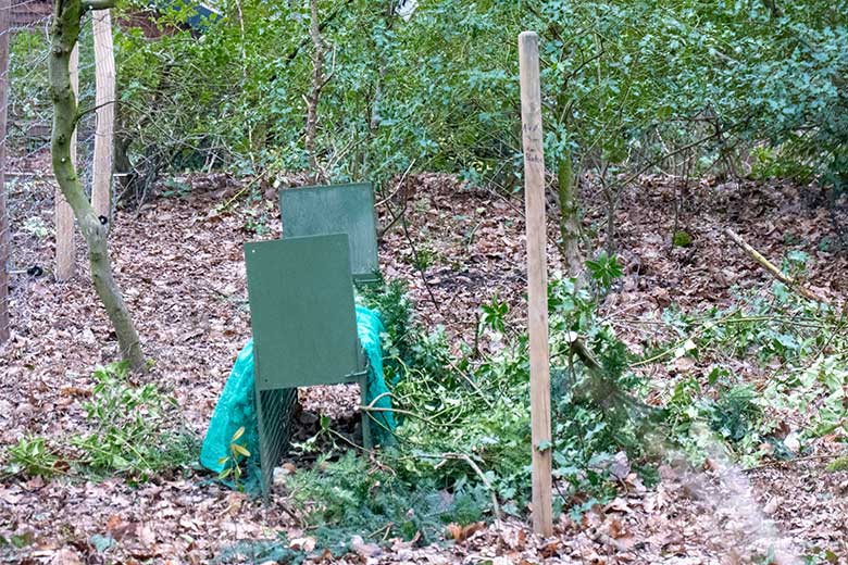 Lebendfalle am 31. Januar 2024 oberhalb der Anlage für Brillenpinguine im Grünen Zoo Wuppertal