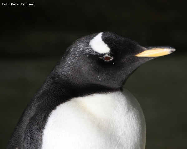 Eselspinguin im Wuppertaler Zoo im Januar 2009 (Foto Peter Emmert)