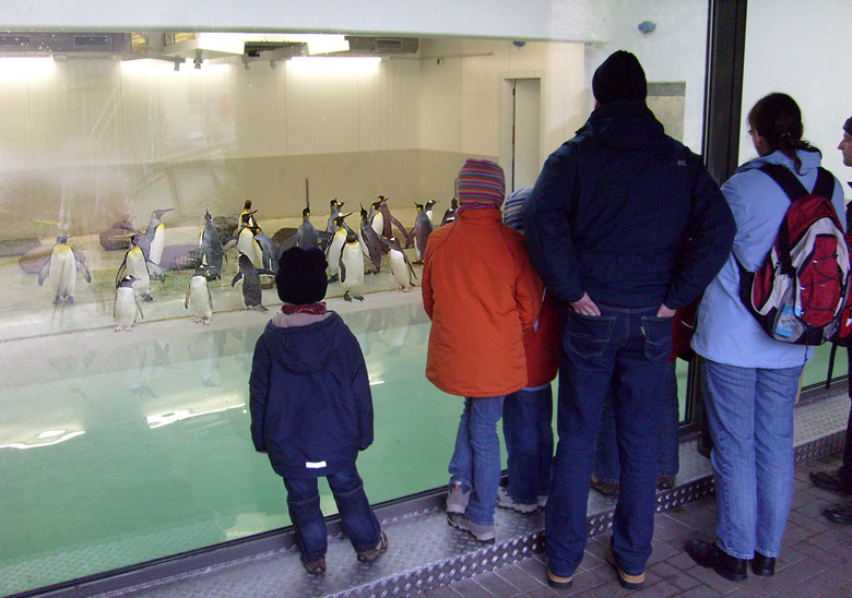 Fütterung der Pinguine in der Übergangsanlage im Zoologischen Garten Wuppertal im Februar 2009