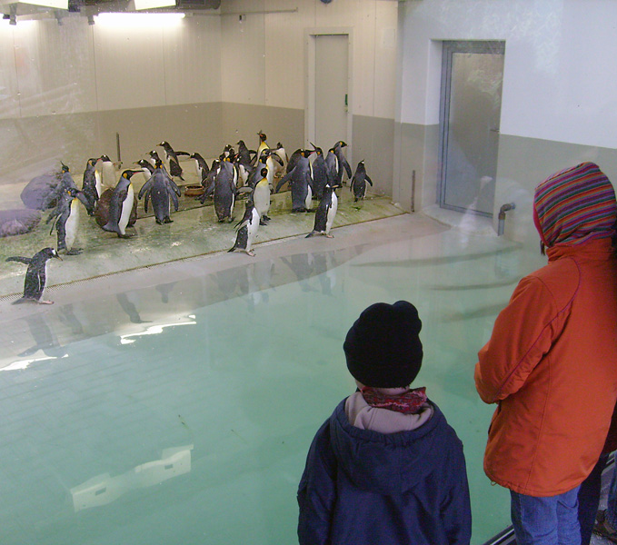 Fütterung der Pinguine in der Übergangsanlage im Zoologischen Garten Wuppertal im Februar 2009