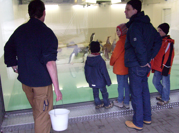 Fütterung der Pinguine in der Übergangsanlage im Zoologischen Garten Wuppertal im Februar 2009