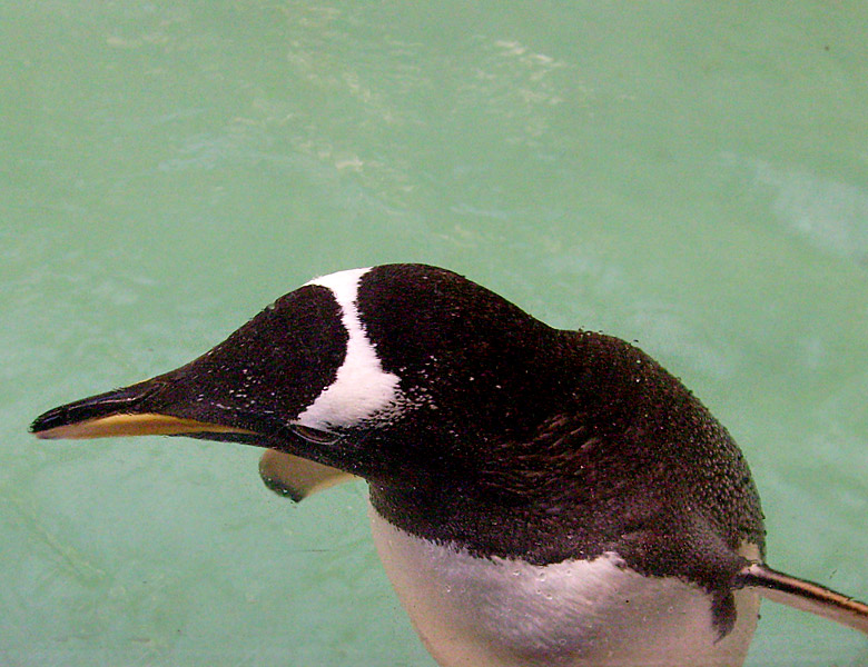 Eselspinguin an der Glasscheibe in der Übergangsanlage im Zoo Wuppertal im Februar 2009