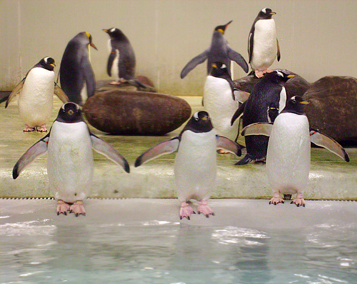 Eselspinguine in der Übergangsanlage im Zoo Wuppertal im Februar 2009