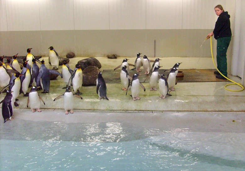 Eselspinguine in der Übergangsanlage im Wuppertaler Zoo im Februar 2009